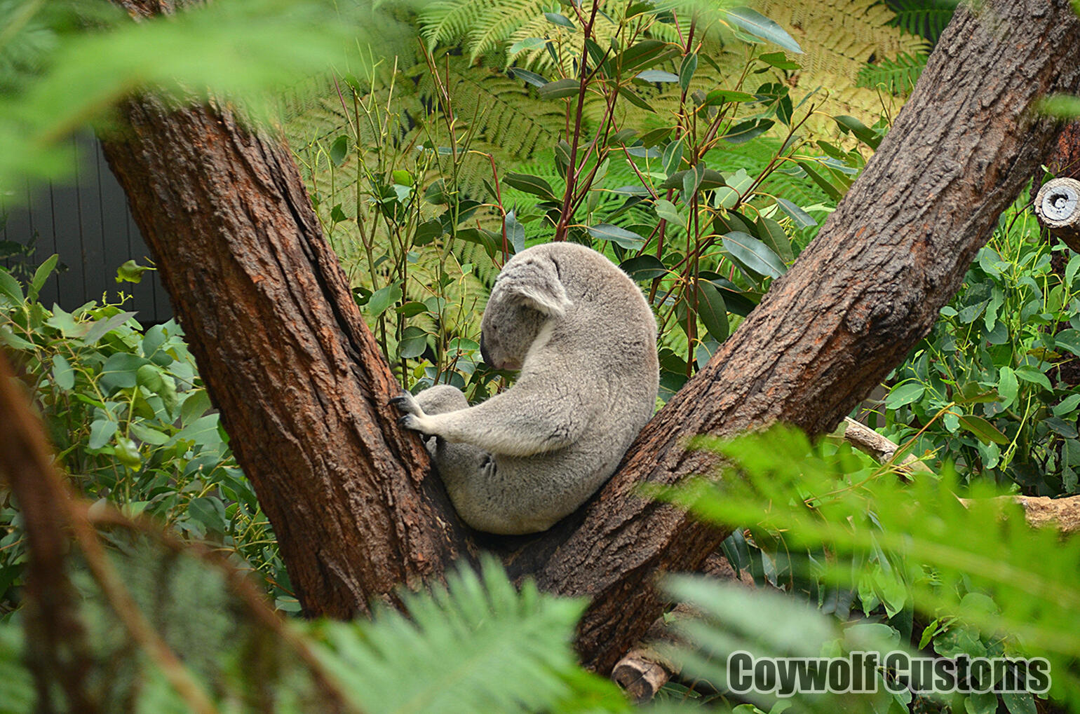 Koala Nap