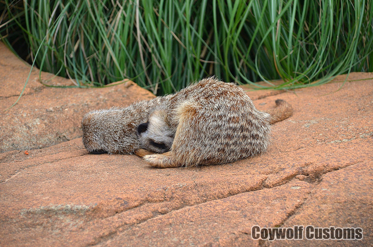 Meerkat Snuggle
