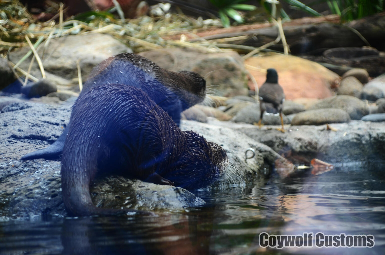 Otters stalking